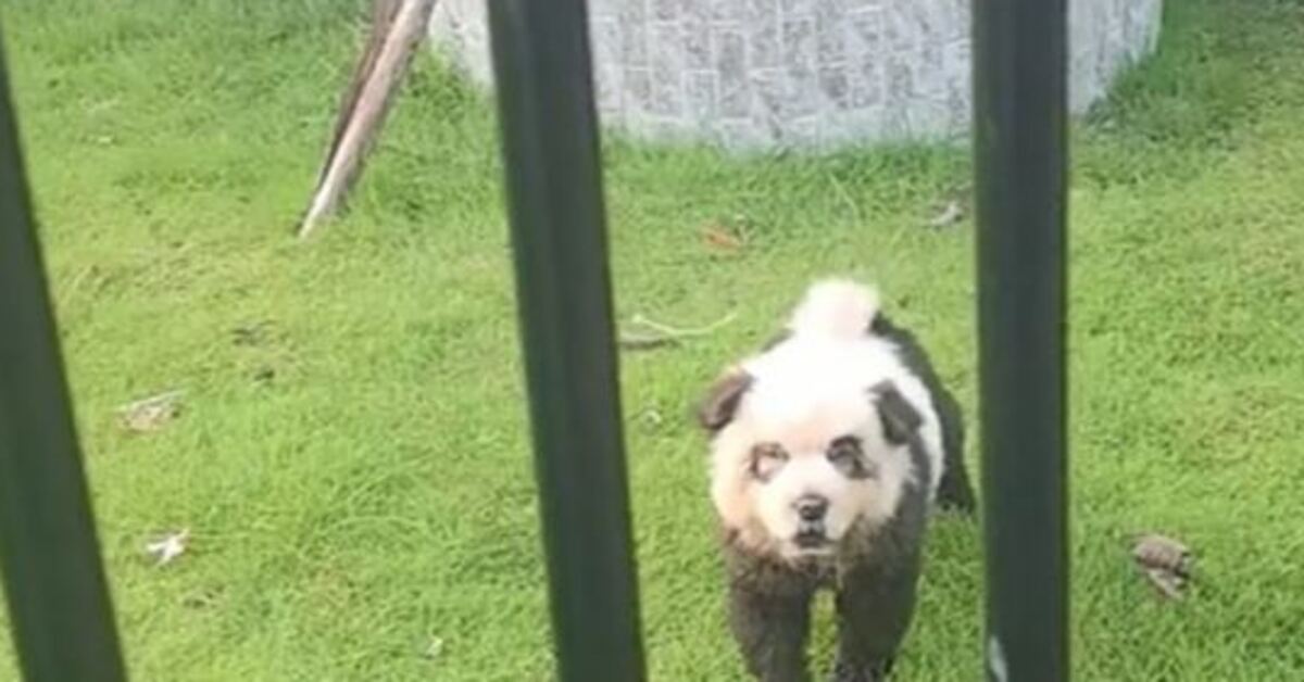Çin’deki hayvanat bahçesi itiraf etti! Pandaların boyanan köpekler olduğu ortaya çıktı